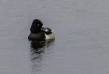 high volume caller analysis insights