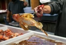 hotline demand distribution analysis