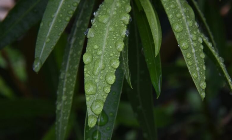 regional call drop standards