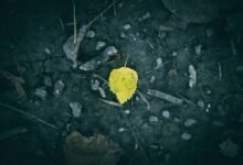 seasonal demand variations analysis