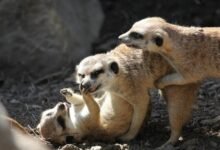 family related hacking tips