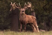 royal stag whisky cost